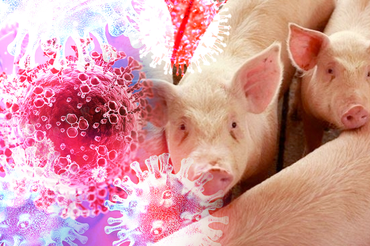 โอมิครอน-หมูแพง ท้าทายรัฐบาล