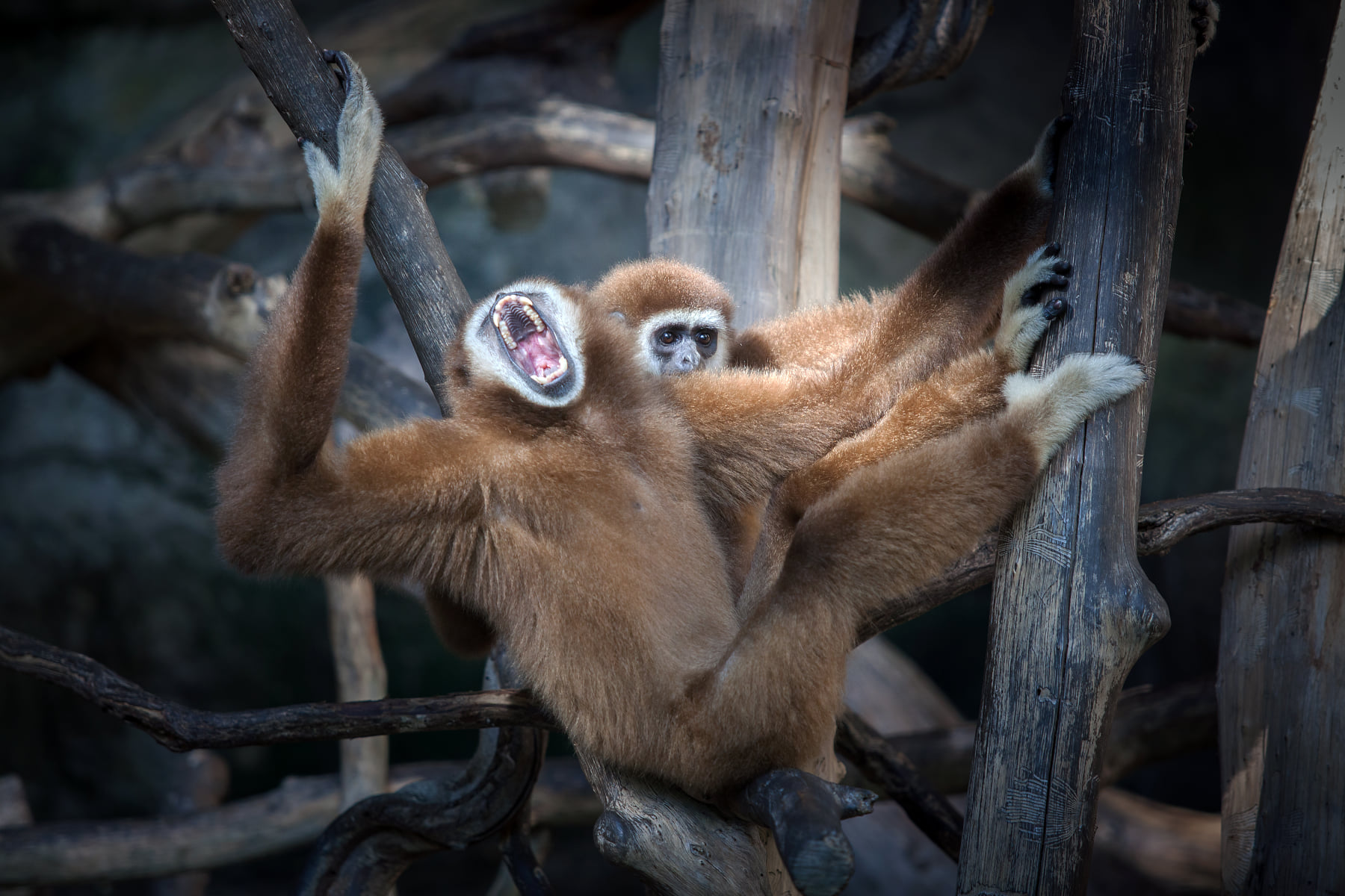 สวนสัตว์ปทุมธานี เปิดปี 2568 Mini ZOO ธัญบุรี เปิดก่อน 13 มีนาคมนี้