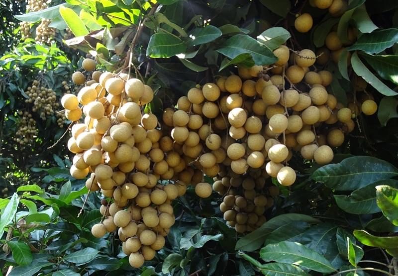 Fruit Board กางแผนช่วยเกษตรกร วาง Area based ผลไม้ภาคเหนือ