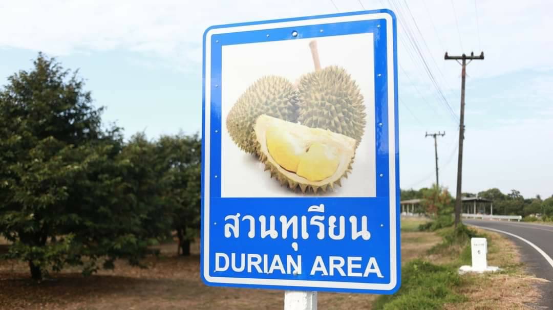 ทุเรียน