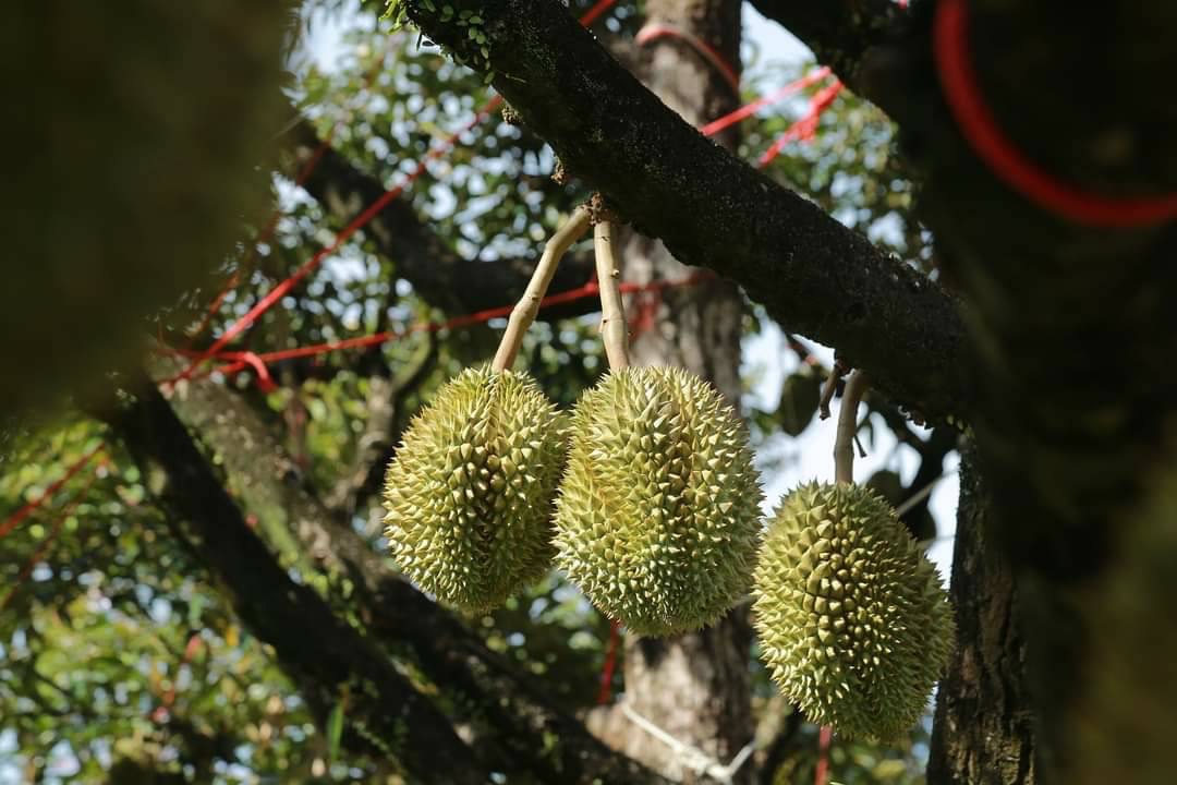 เกษตรฯ เข้ม “ผลไม้ไทย ปลอดโควิด”