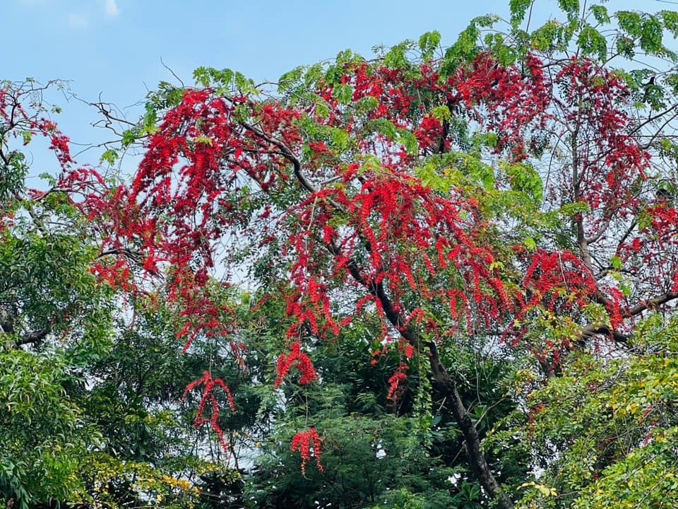 กทม.วันนี้มีฝนฟ้าคะนอง 60% ปัญหาฝุ่น PM2.5 ไม่เกินค่ามาตรฐานทุกพื้นที่