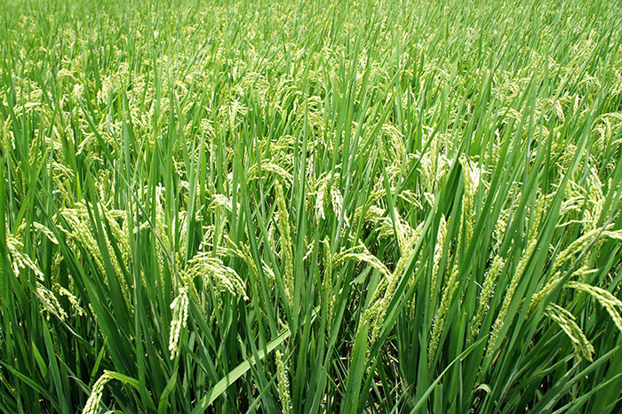 เกษตรฯดัน Thai Rice NAMA หนุนทำนาลดปล่อยก๊าซมีเทน