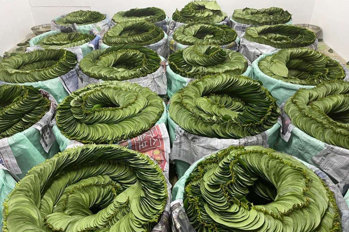 ตลาดค้าหมาก-พลูใต้คึกคัก พาณิชย์จังหวัดดันขึ้นสินค้า GI