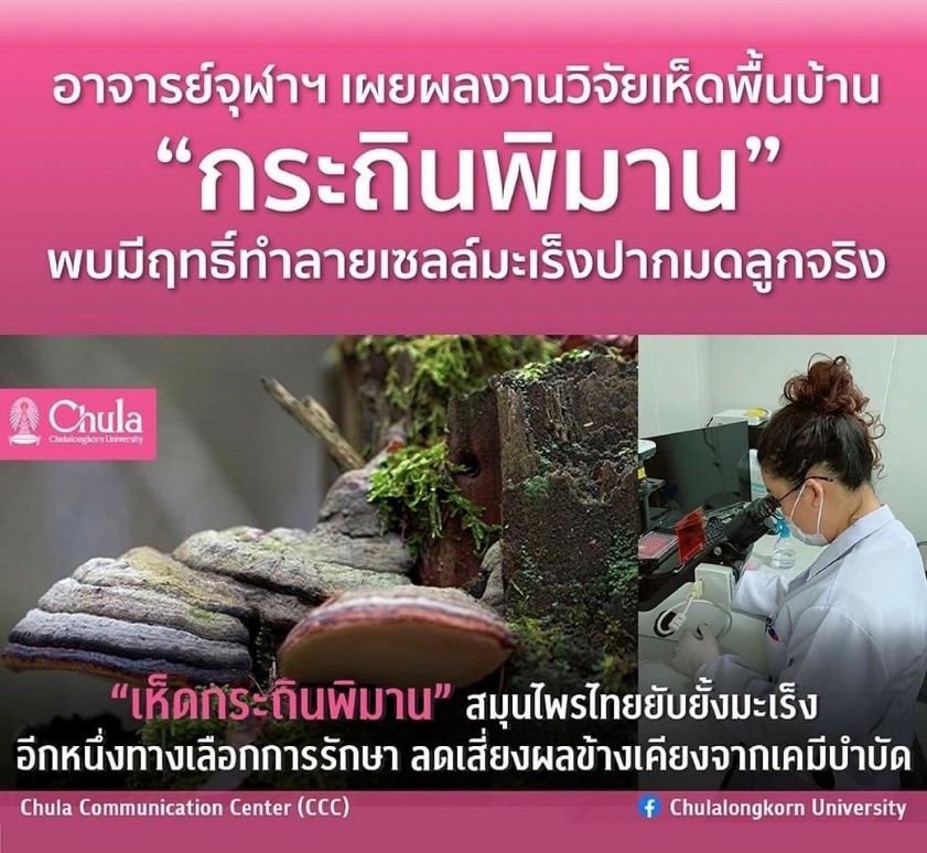 ทีมวิจัยจุฬาฯ เผยผลการทดลองสูตรตำรับสารสกัดสมุนไพรที่มี “เห็ดกระถินพิมาน ข้าวเย็นเหนือ ข้าวเย็นใต้”