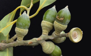 "ก่อลูกเอียด" ไม้ต้นหายาก พืชชนิดใหม่ของโลก พบในไทย