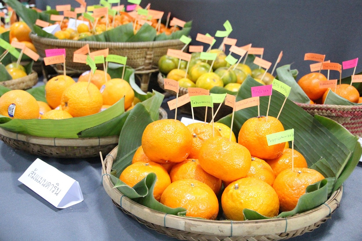 ส้มไทยอาบสารพิษตกค้าง เกินค่ามาตรฐานทุกตัวอย่าง