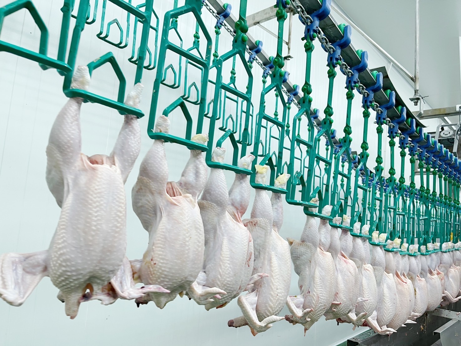 ข่าวดี ประเดิมส่งออกไก่ไทยไปซาอุฯ ลอตแรกสัปดาห์หน้า