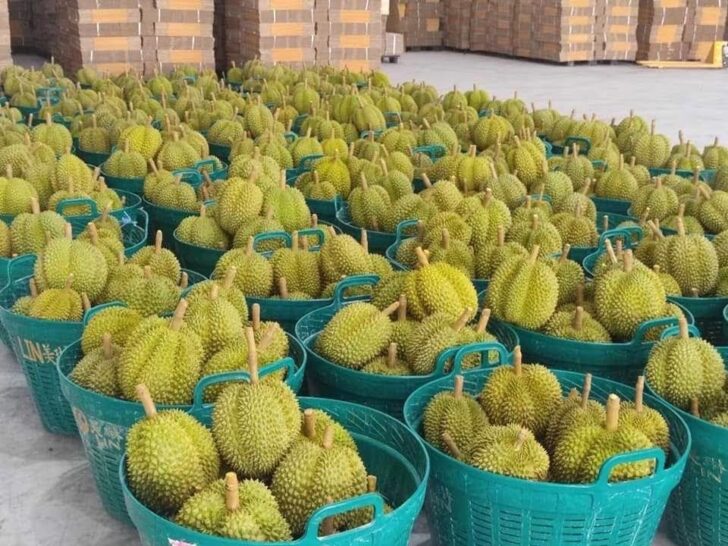 ทุเรียน ทุเรียน