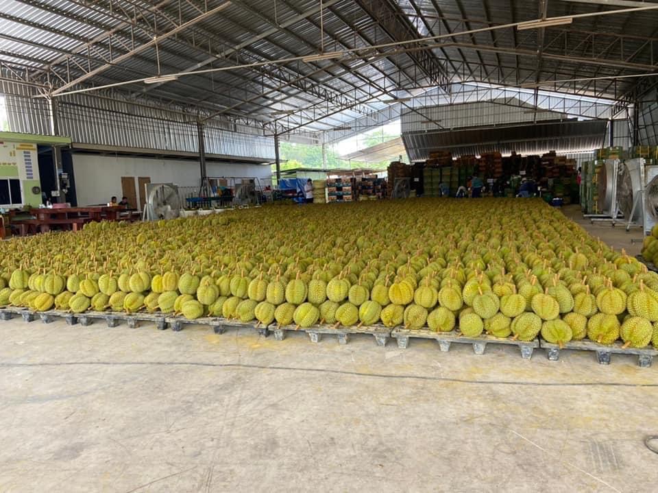 ผู้ส่งออกทดลองขนทุเรียนขึ้นรถไฟไทยไปต่อรถไฟจีน-ลาว
