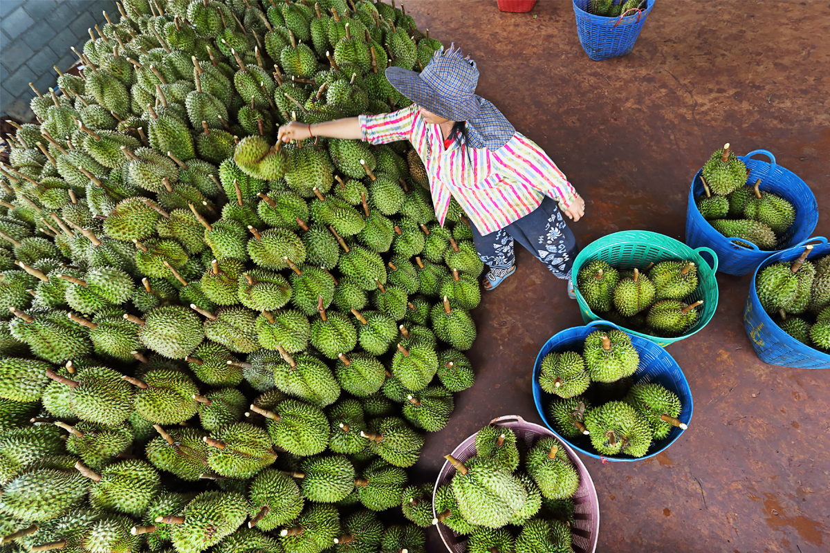 2 เดือนจีนซื้อทุเรียนเฉียดแสนล้าน เกษตรปลดล็อกปิดเส้นทางบิน