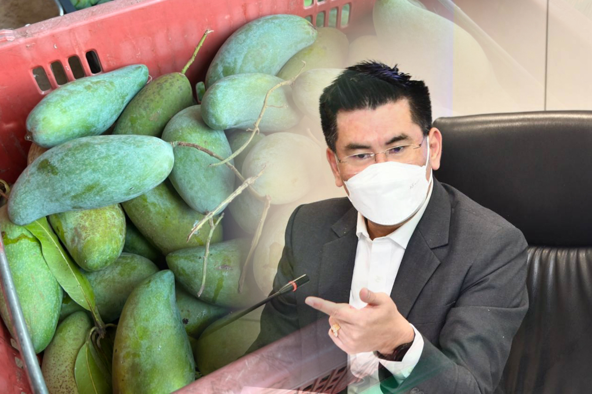 ข่าวเททิ้งมะม่วง กรมการค้าภายในยัน แค่คัดแยกของล้ง พร้อมรับซื้อ