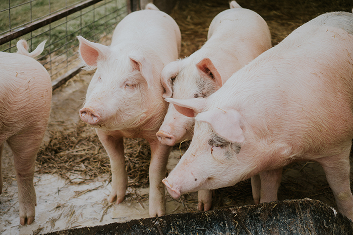 ปศุสัตว์พับแผนนำเข้าหมู ราคาตลาดปรับขึ้นอีกรอบ