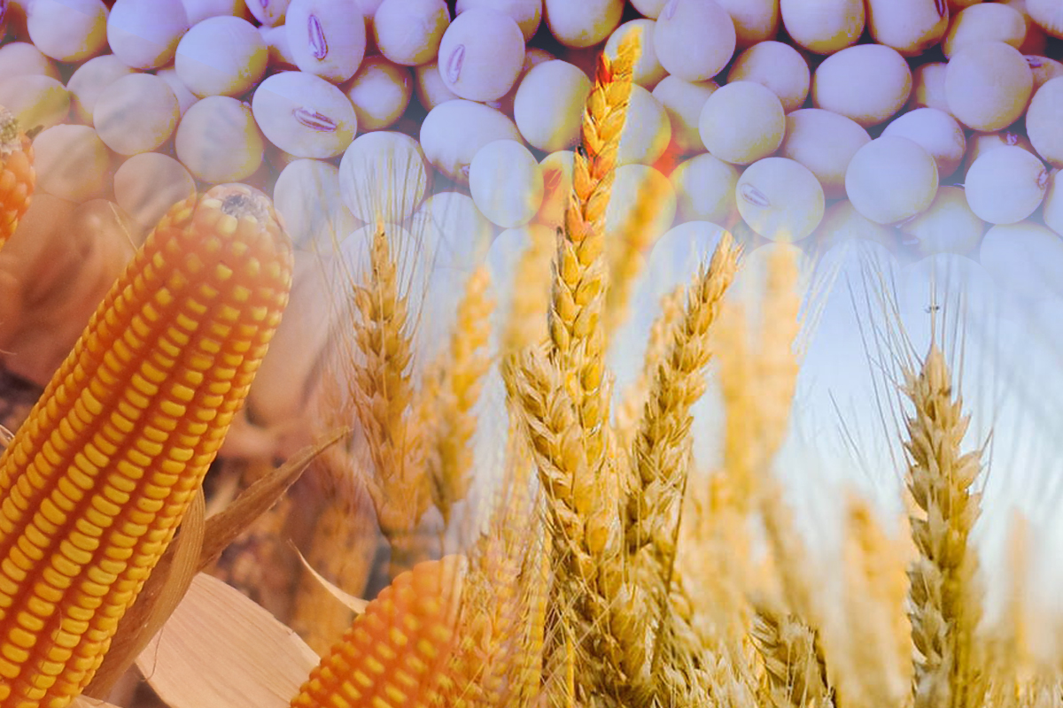 เปิดทางนำเข้าข้าวสาลี 4 แสนตัน ต้นทุน “อาหารสัตว์” ไม่ลด