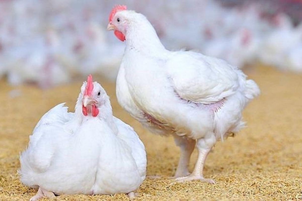 ผู้เลี้ยงไก่ไทย ท้อใจรัฐยกเลิกมาตรการ 3:1 ชั่วคราว