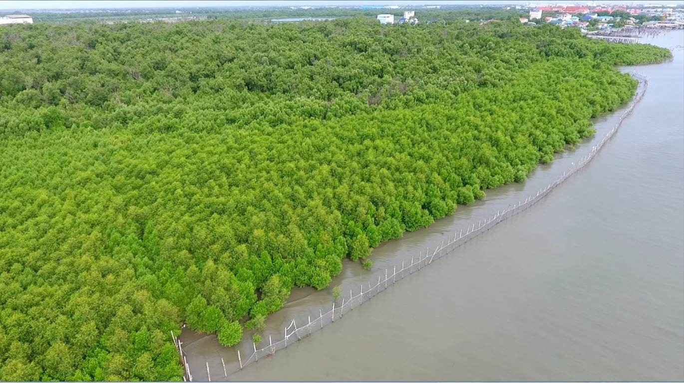 12 เม.ย. วันป่าชุมชนชายเลนไทย CPF หนุนชุมชนร่วมดูแลป่าชายเลน ปกป้องฟื้นฟูระบบนิเวศทางทะเล
