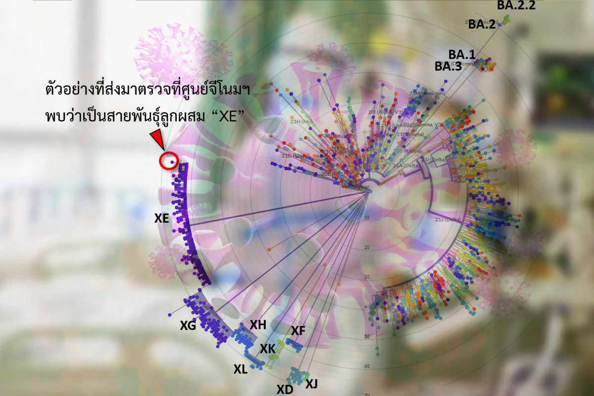 ไทยพบป่วยรายแรก ติดโควิดสายพันธุ์ลูกผสม “XE” แพร่เร็วกว่าทุกสายพันธุ์