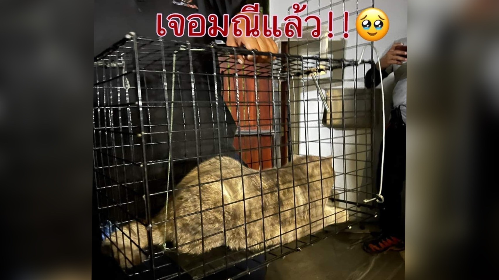 แมว