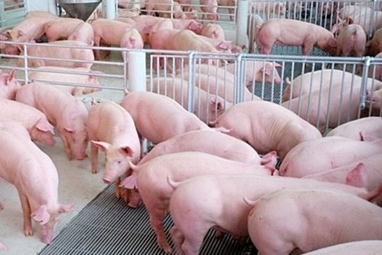 ผู้เลี้ยงหมูกระอัก ต้นทุนพุ่ง เฉียด 100 บ. /กก. สูงสุดเป็นประวัติการณ์