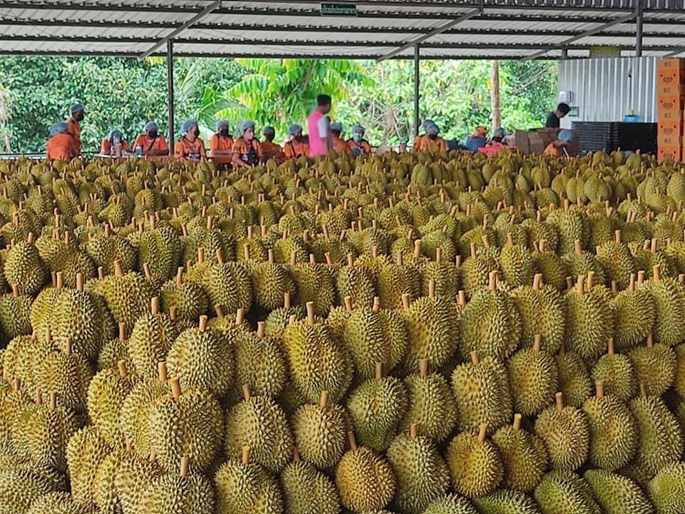 จีนปิดนำเข้าทุเรียนไทย 3 วันหลังพบโควิด ผู้ว่าฯจันทบุรีสั่งล้งไหนระบาดปิด 3 วัน