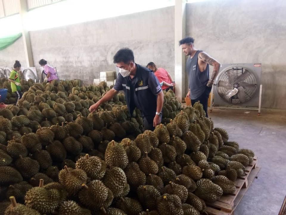 ทุเรียน