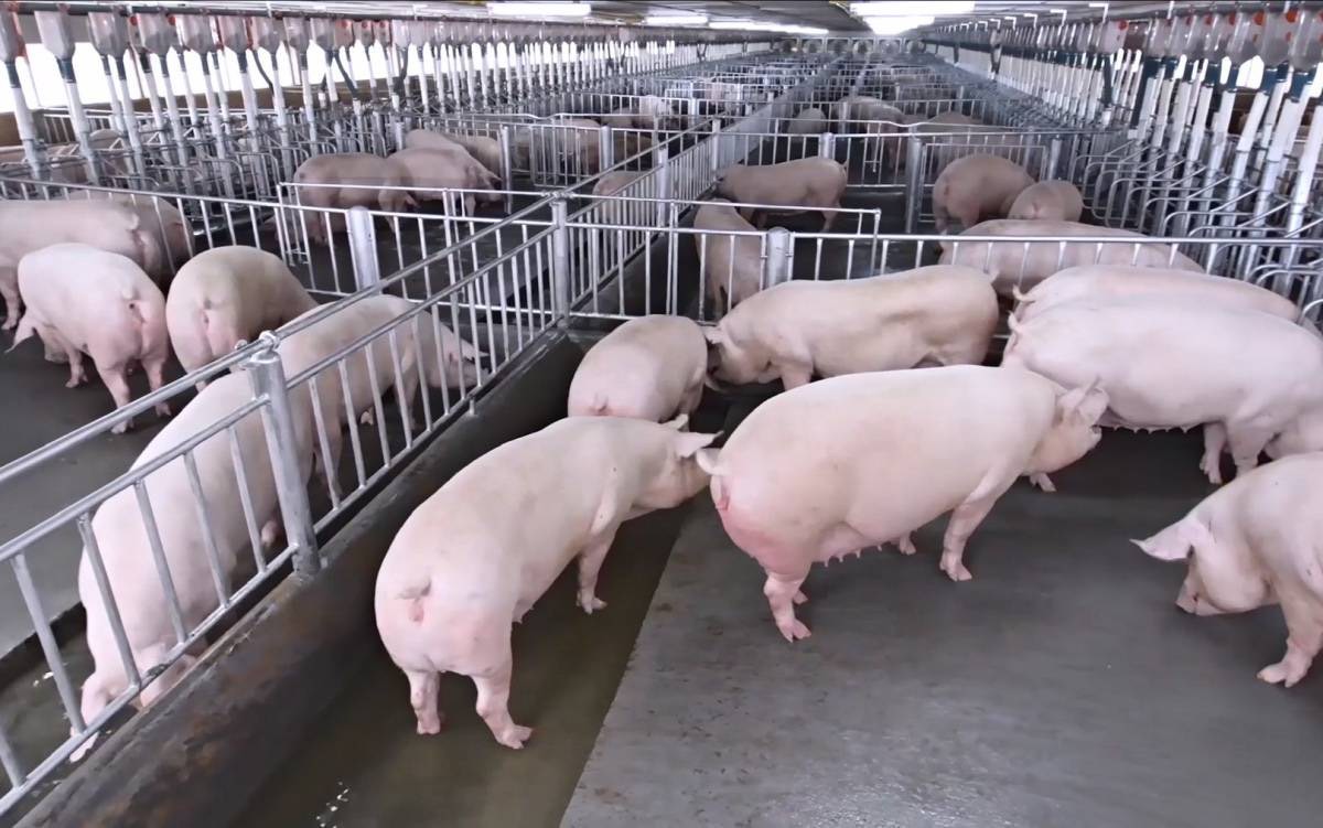 ต้นทุนผลิตหมู Q2 ยังพุ่ง 98 บาท/กก. เร่งตรวจห้องเย็นป้องกันกักตุนสินค้า