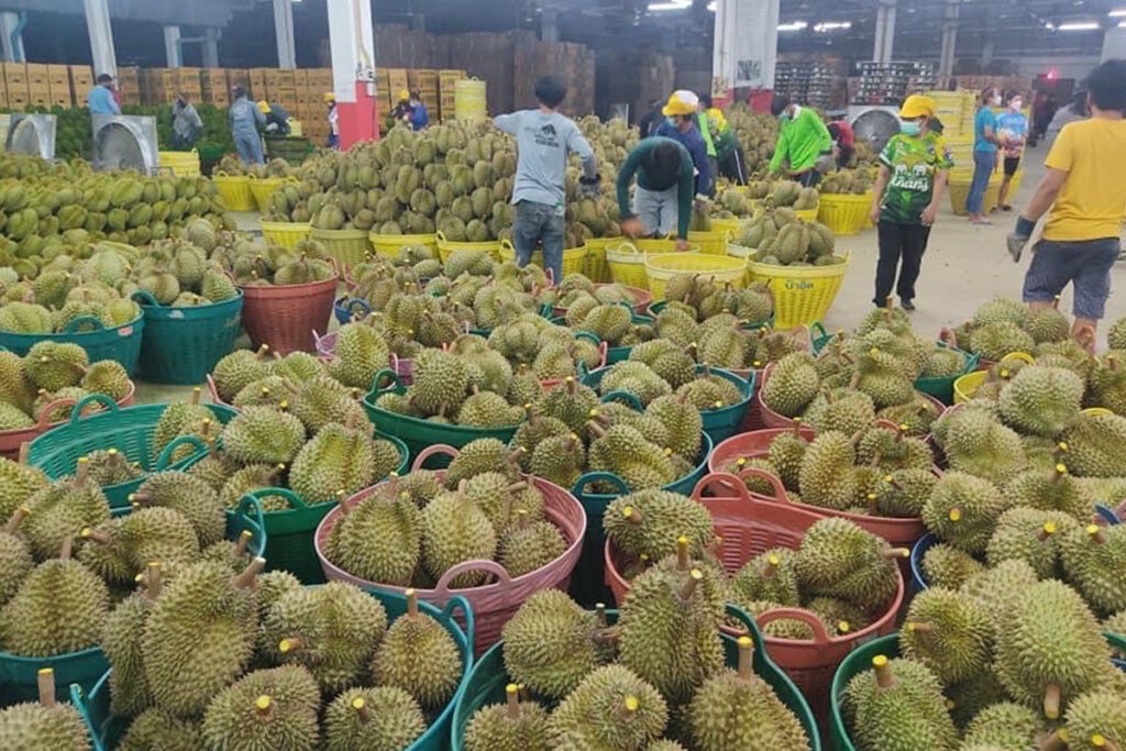 ด่านโมฮานเปิดนำเข้าทุเรียนไทยปกติ