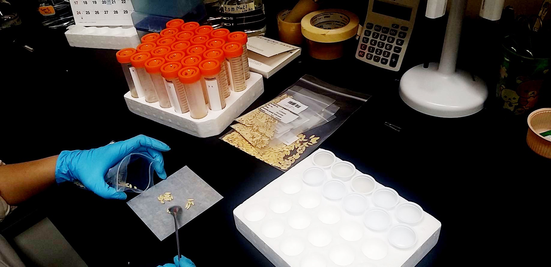 ก.เกษตรฯดันไทย Hub เมล็ดพันธุ์ ยกระดับใบรับรองระบบดิจิทัล E-Phyto
