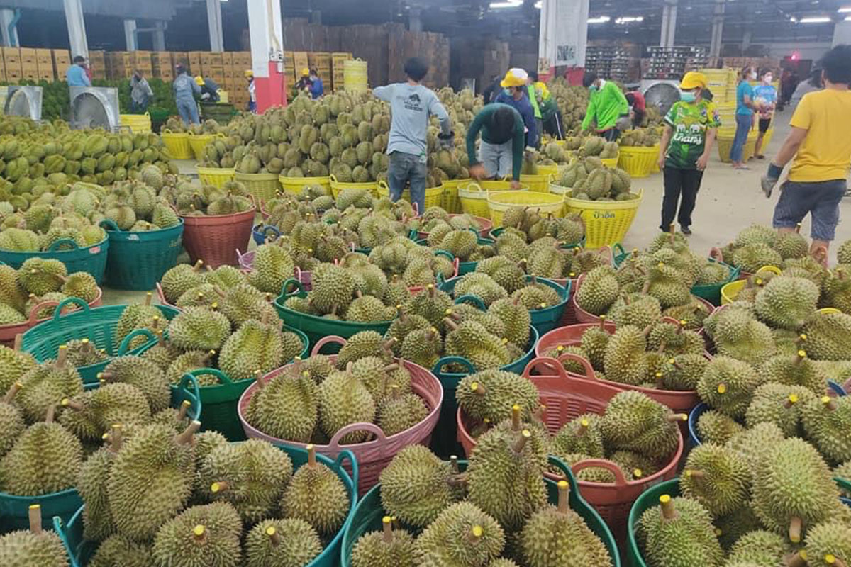ทุเรียนแสนล้าน ลุ้นระทึกพบโควิด จีนปิดด่าน ราคาสะวิงลงหนัก