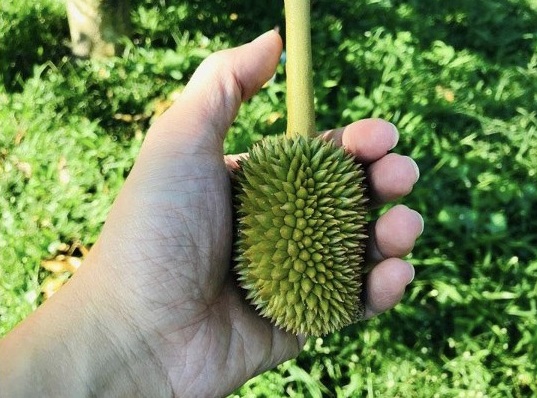 นักวิจัยจุฬาฯ เล็งนำสารสกัดในทุเรียนอ่อน ผลิตเครื่องสำอาง