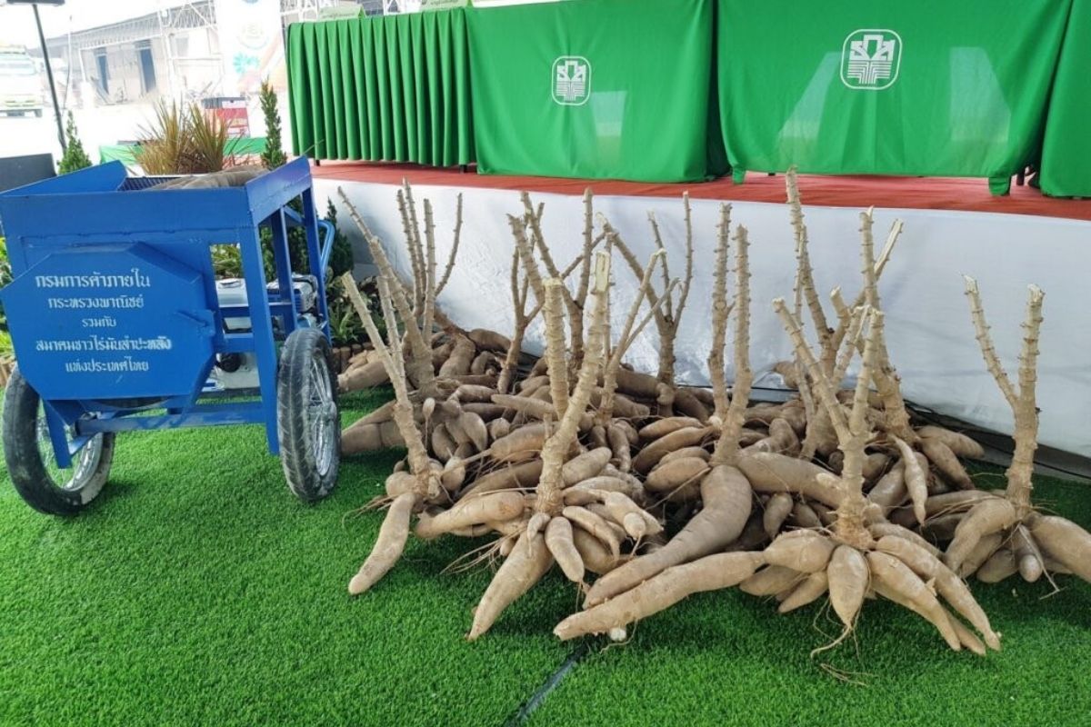 ปศุสัตว์แนะใช้วัตถุดิบอาหารสัตว์ในประเทศ มันสำปะหลัง ปลายข้าว ลดนำเข้า