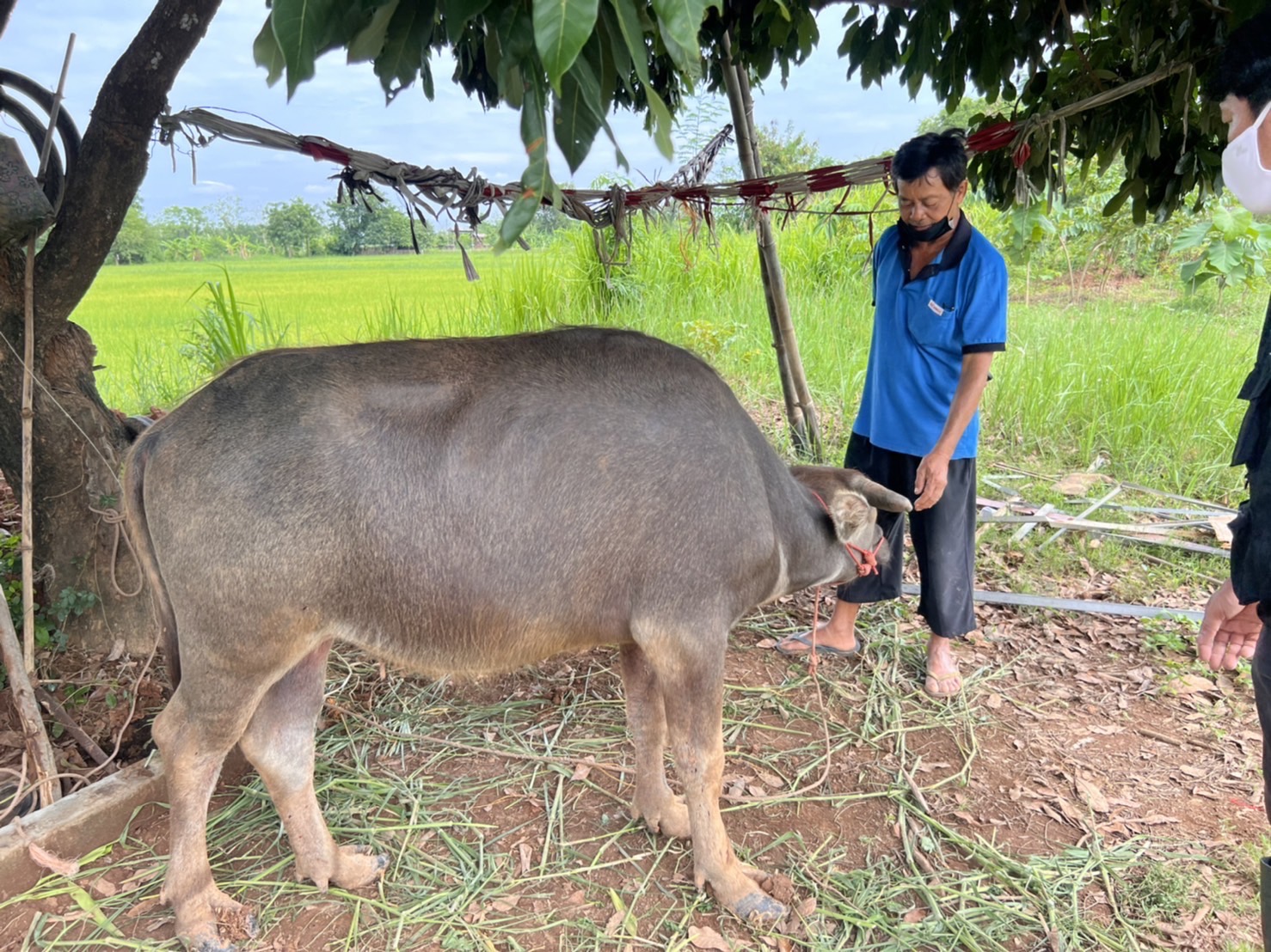 โรคไข้สามวันระบาด “กรมปศุสัตว์” เตือนภัยฤดูฝน