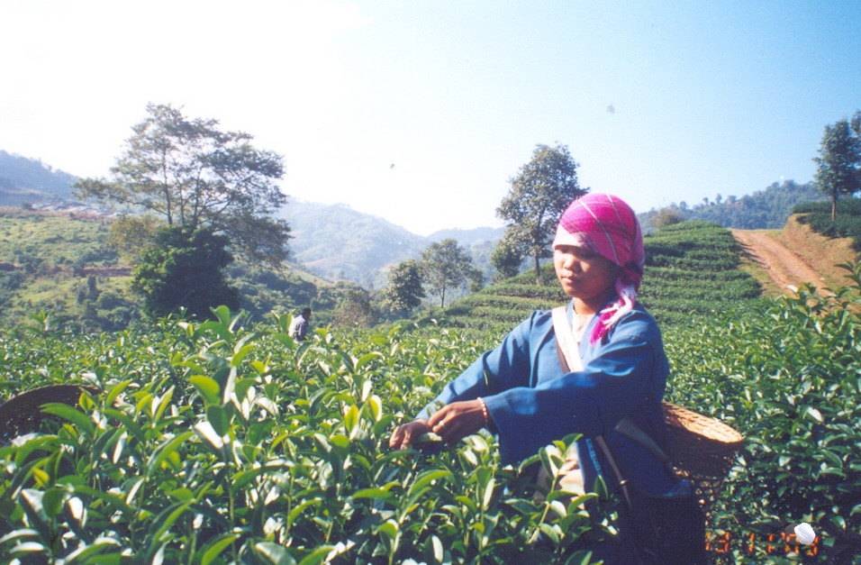เชียงรายปักหมุด “เมืองแห่งชา-กาแฟ” กระตุ้นเศรษฐกิจ-ท่องเที่ยว