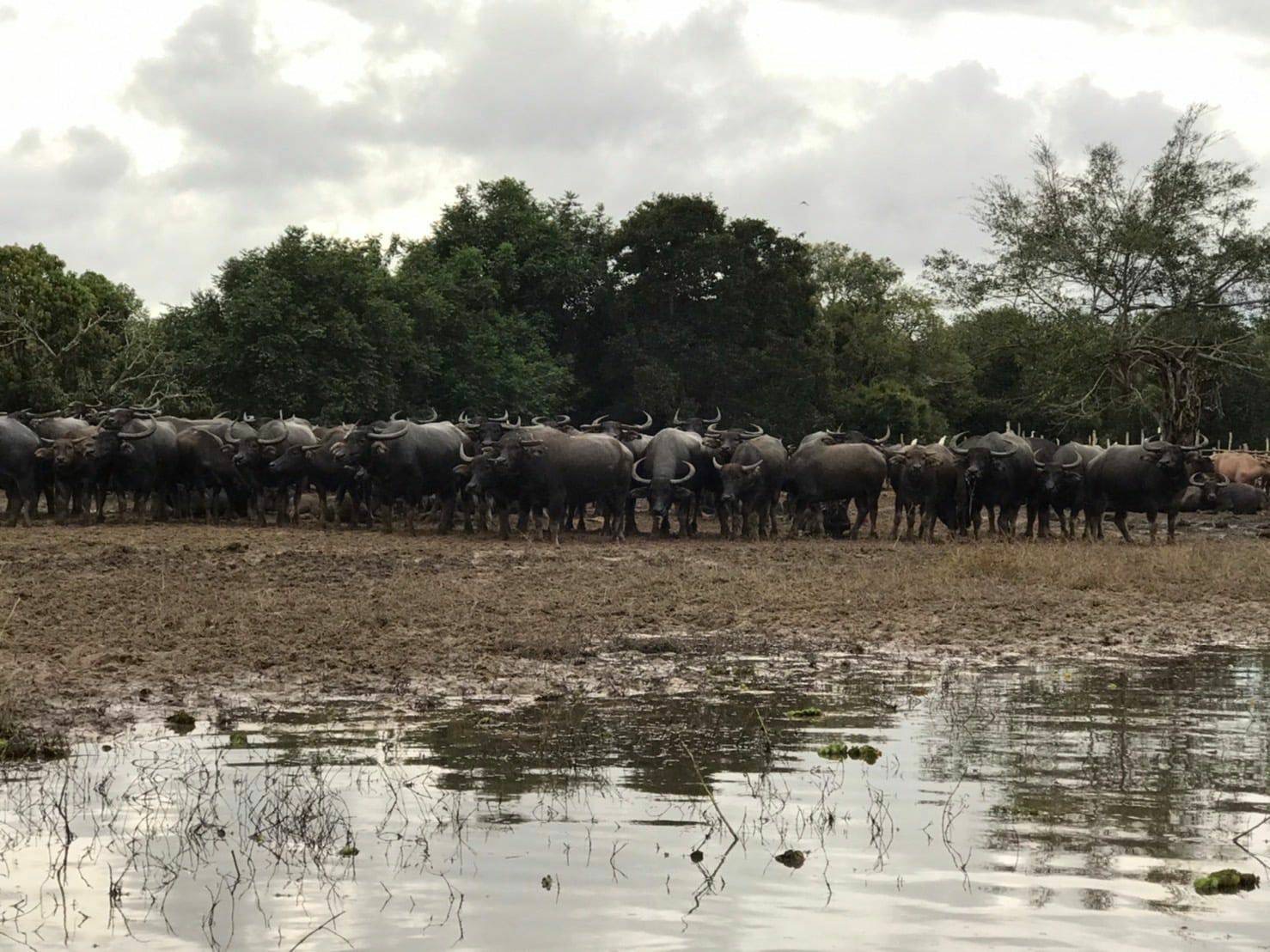 ไทยยื่น FAO ขอรับรองวิถีการเลี้ยงควายเกษตรเชิงนิเวศเป็นมรดกเกษตรโลก