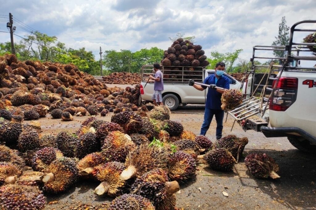 ธ.ก.ส. โอนค่าประกันรายได้ปาล์ม ทุกวันที่ 15 ดูแลเกษตรกร 3.8 แสนคน