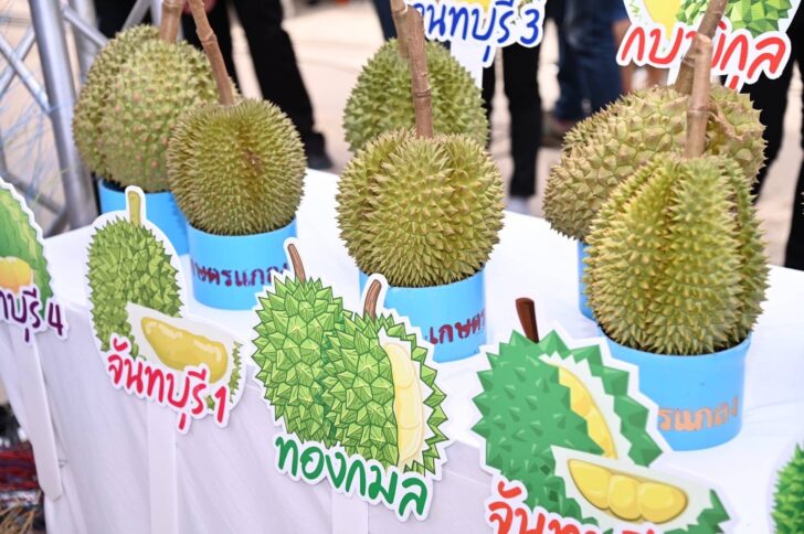 ทุเรียน ทุเรียน