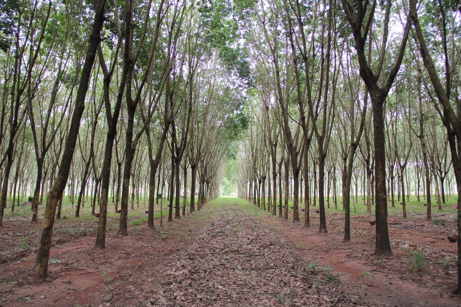 ธุรกิจซื้อขายคาร์บอนเครดิตสวนยางมาแรง กยท.สร้างมาตรฐาน ZERO CARBON