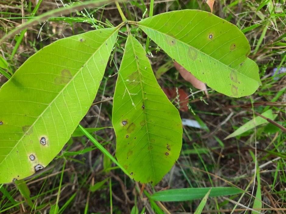 กยท.เตือนสวนยางจับตาโรคใบร่วงยางชนิดใหม่ระบาดหนัก
