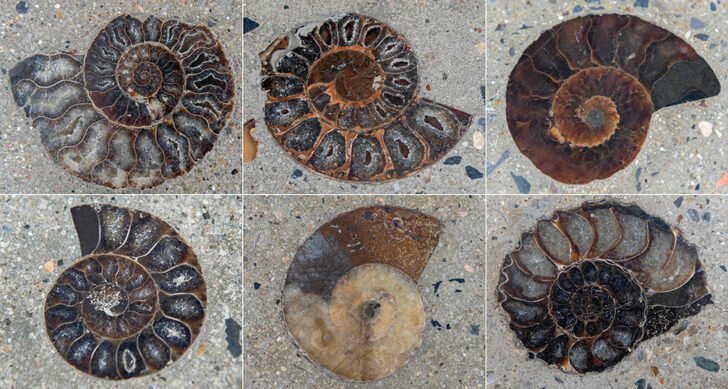 COMBO-THAILAND-ENVIRONMENT-HISTORY-PALEONTOLOGY-FOSSIL