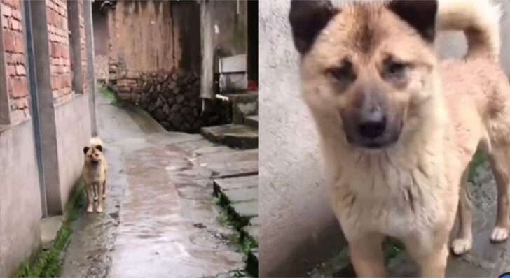 dog4 สุนัขซื่อสัตย์