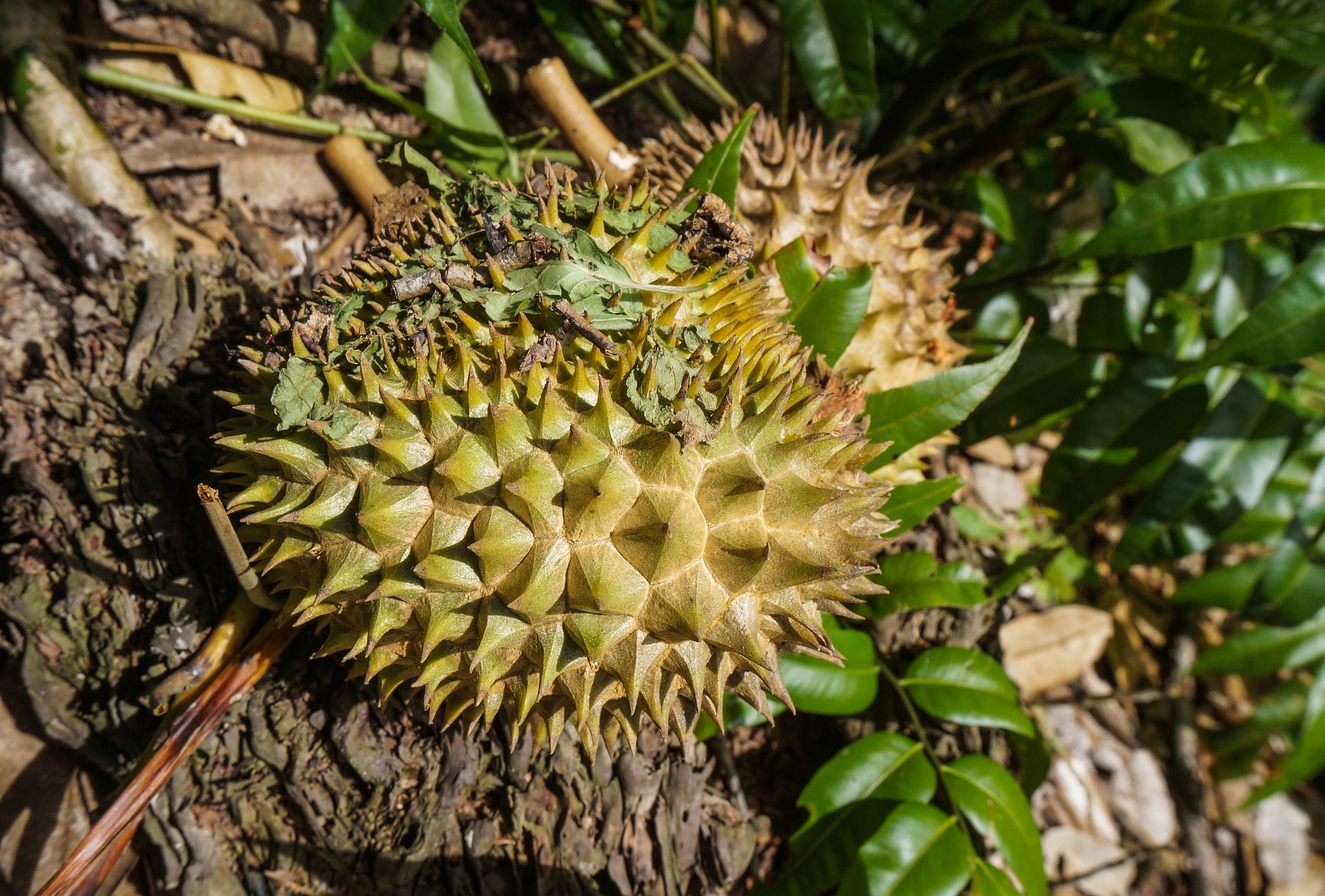 เตือนเกษตรกรสวนทุเรียน ฤดูฝนเอื้อเกิดโรครุนแรงถึงขั้นยืนต้นตาย