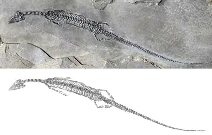 CHINA-MARINE REPTILE-NEW SPECIES-PACHYPLEUROSAUR-DISCOVERY (CN) ฟอสซิลสัตว์เลื้อยคลาน