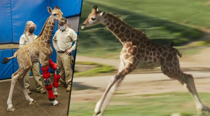 giraffe leg7 ยีราฟน้อยขาพิการ