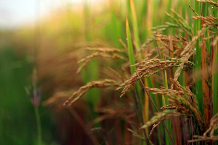 paddy-field-g5162b6edc_1920 ธกส.ทำประกันข้าว-ข้าวโพด