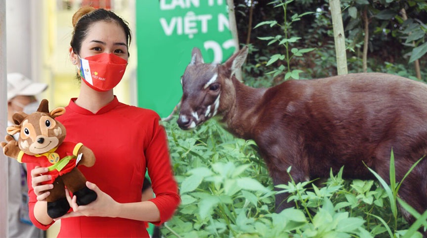 รู้จัก ซาวลา สัตว์ป่าหายากเวียดนาม ยูนิคอร์นแห่งเอเชีย มาสคอต ซีเกมส์