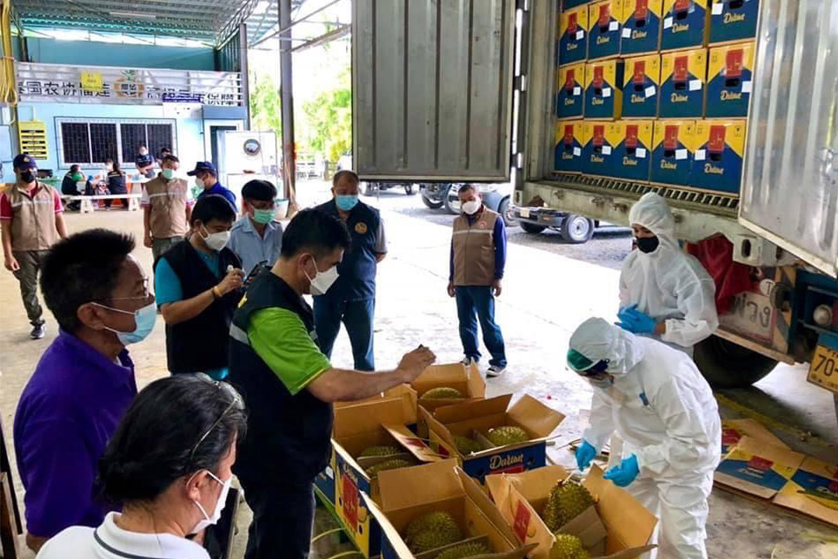 พิษโควิดทุบทุเรียนไทย 4 รอบ จีนสั่งแบน 11 ล้ง-ชาวสวนลุ้นราคาขึ้น