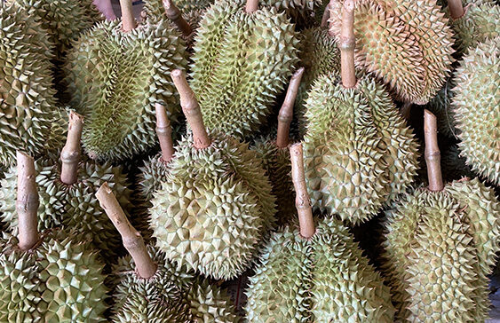 ทุเรียน ทุเรียน