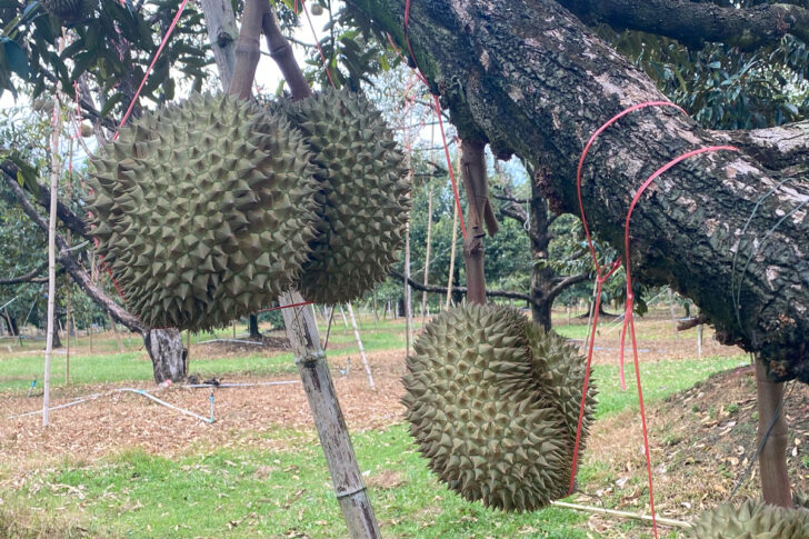 ทุเรียน ทุเรียน