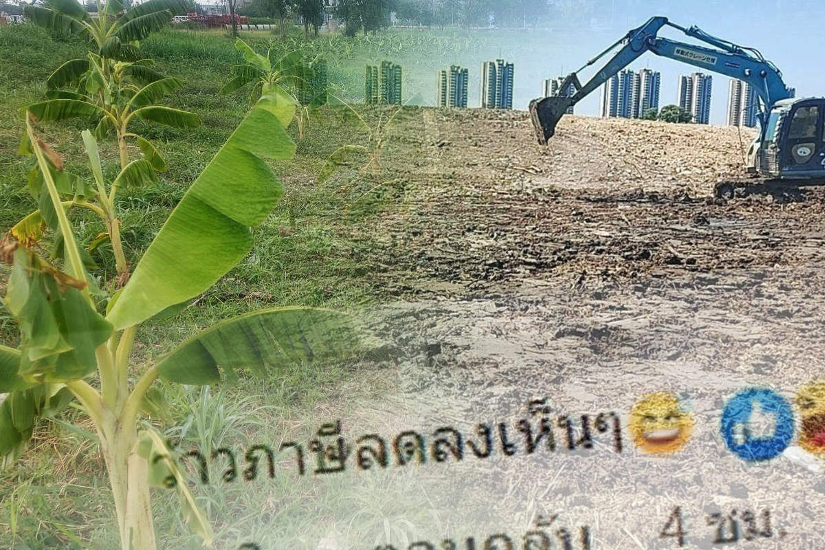 ชาวเน็ตวิจารณ์หนัก เพจอิมแพ็ค อารีนา เผยภาพปลูกกล้วยบนที่ดิน 50 ไร่