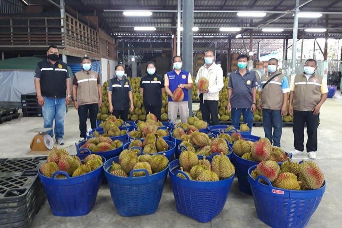 คนไทยกิน ทุเรียน อ่อน-แพง “2 มาตรฐาน” อีกนานแค่ไหน ?